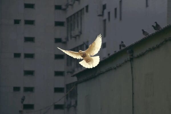 A pastoral letter for peace in the Holy Land