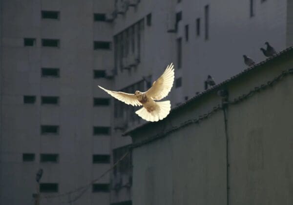 A pastoral letter for peace in the Holy Land